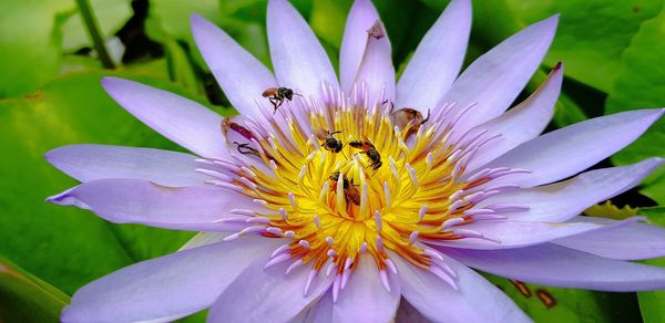 Close-up of insect on purple flower