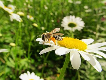 Close-up of bee pollinating on white flower