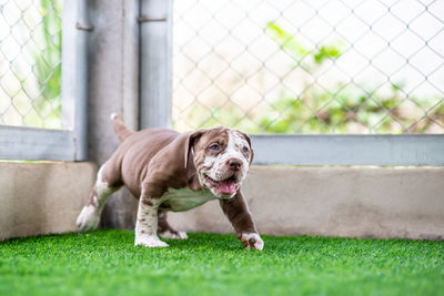 Dog standing in grass