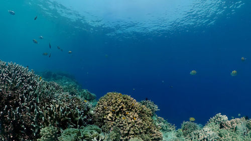 sea