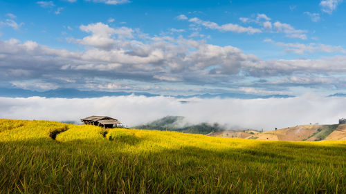 Scenic view of agricultural field against sky