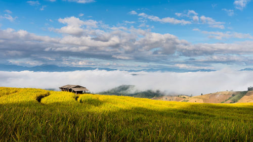 Scenic view of agricultural field against sky