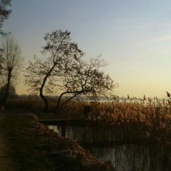 Reflection of bare trees in river