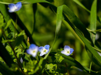 Close-up of purple flowers