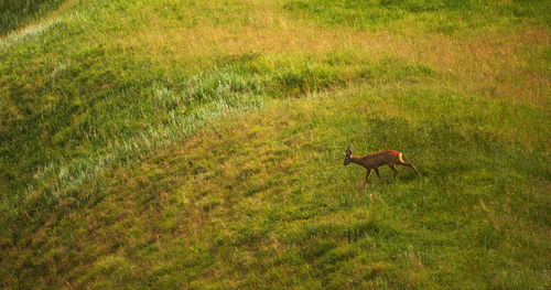 High angle view of deer walking on grassy field