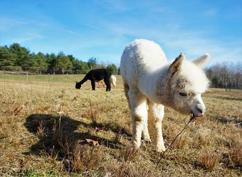 Horses standing on field against sky