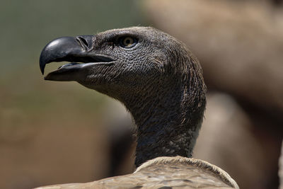 Close-up of a bird