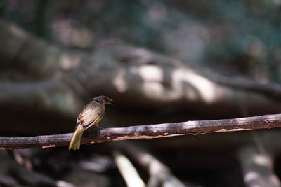 Close-up of bird perching on branch