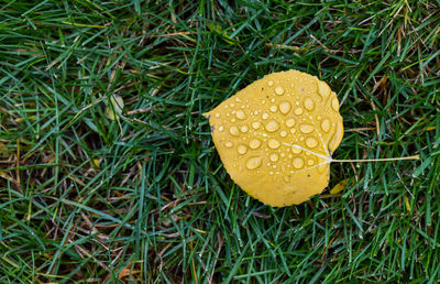 High angle view of orange leaf on field