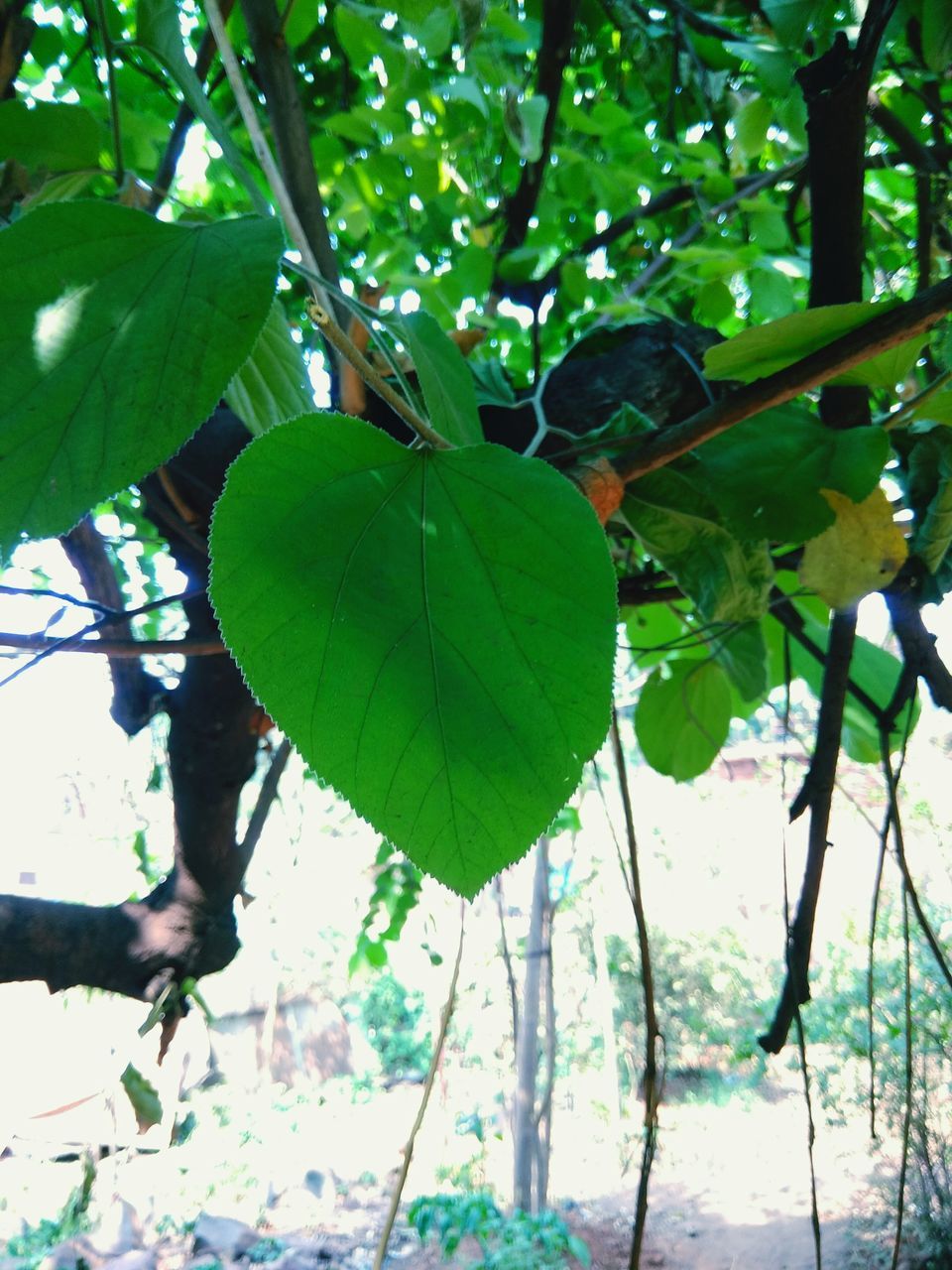 CLOSE-UP OF GREEN LEAVES HANGING FROM TREE