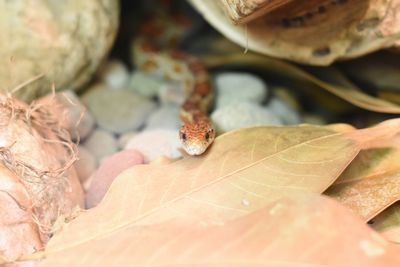 Close-up of lizard