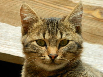 Close-up portrait of cat against wood