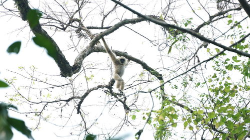 Low angle view of bird perching on branch