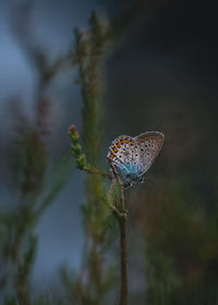 Close-up of butterfly on heather plant at dusk
