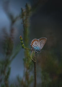 Close-up of butterfly on plant