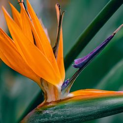 Close-up of orange flowering plant