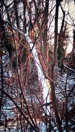 Low angle view of bare trees against sky