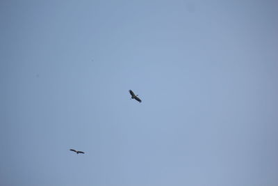 Low angle view of bird flying in sky