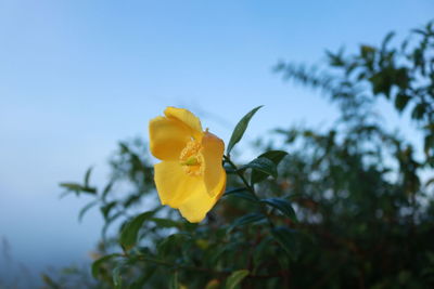 Close-up of yellow flowering plant against sky