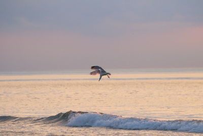 Bird flying over sea against sky during sunset