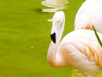 Close-up of swan in lake