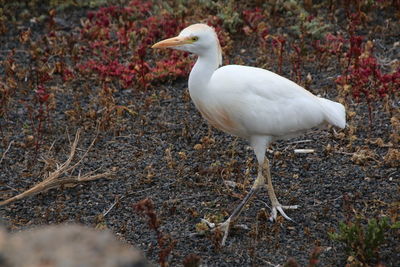 Close-up of white bird perching on a field