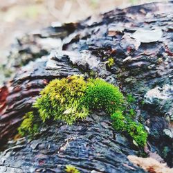 Close-up of moss growing on tree trunk