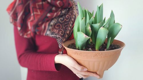 Close-up of potted plant over white background