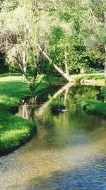 Scenic view of river amidst trees