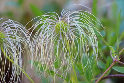 Close-up of grass