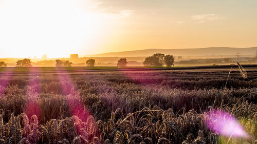 Panoramic view of flower field against sky during sunset
