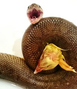 Close-up of turtle on table