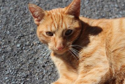 Close-up portrait of ginger cat