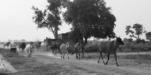 View of horses on field against sky