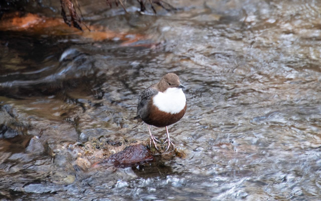 BIRDS PERCHING ON ROCK