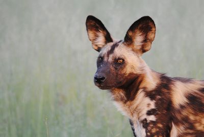 Portrait of dog looking away