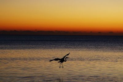 Bird flying over sea against orange sky
