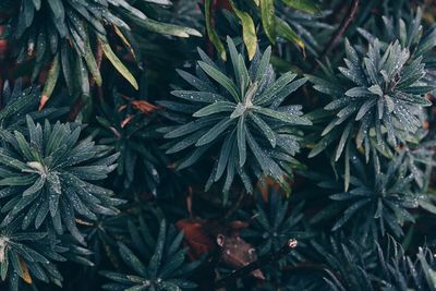 Full frame shot of cannabis plants