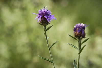 Close-up of purple thistle flowers on field