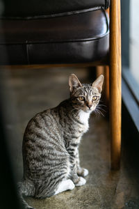 Portrait of cat sitting at home