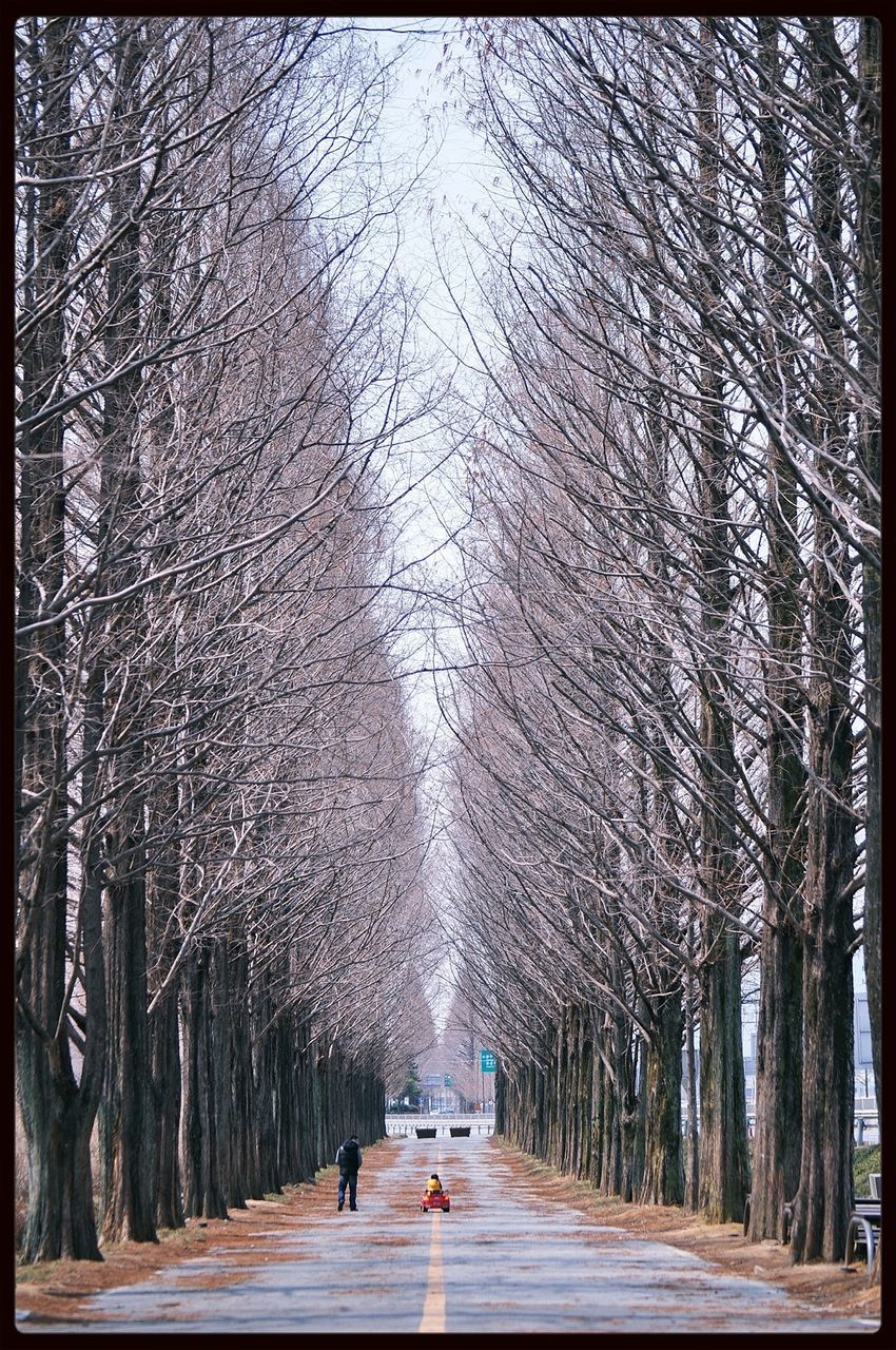 the way forward, tree, diminishing perspective, transportation, walking, vanishing point, treelined, road, street, season, footpath, auto post production filter, men, lifestyles, transfer print, growth, nature, rear view