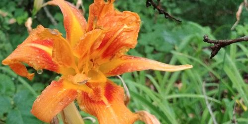 Close-up of orange day lily blooming outdoors