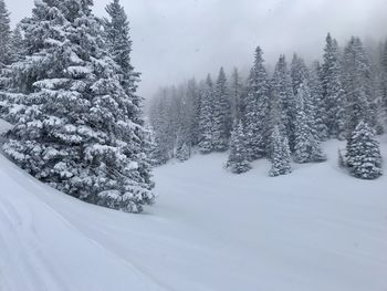 Snow covered pine trees against sky
