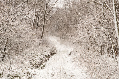 Scenic view of forest