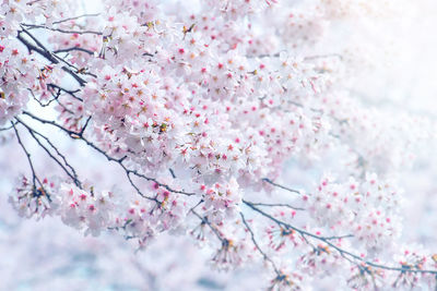 Close-up of cherry blossom