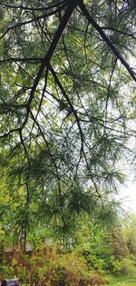 Low angle view of trees in forest against sky