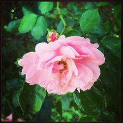 Close-up of pink flowers