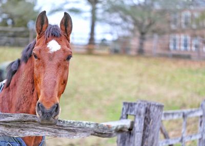 Close-up of horse in field