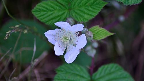 Close-up of purple flowering plant