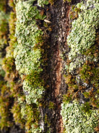 Close-up of moss growing on tree trunk